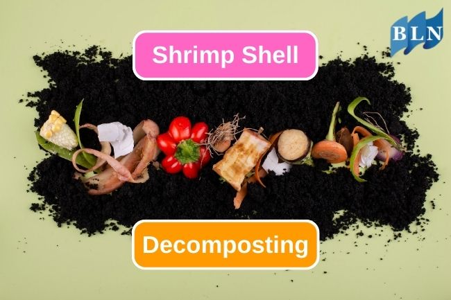Composting Shrimp Shells for Greener Gardens